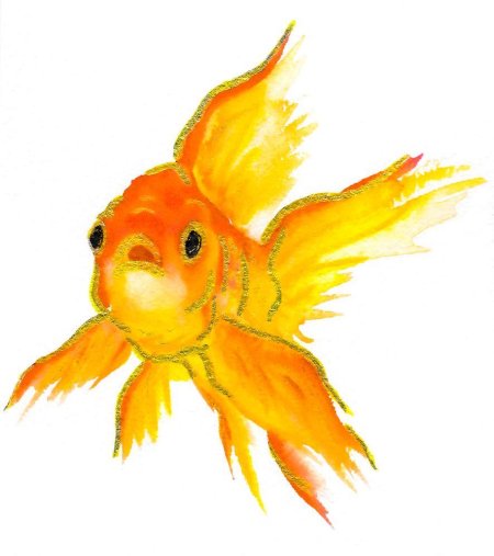 Золотая рыбка комета вуалехвост