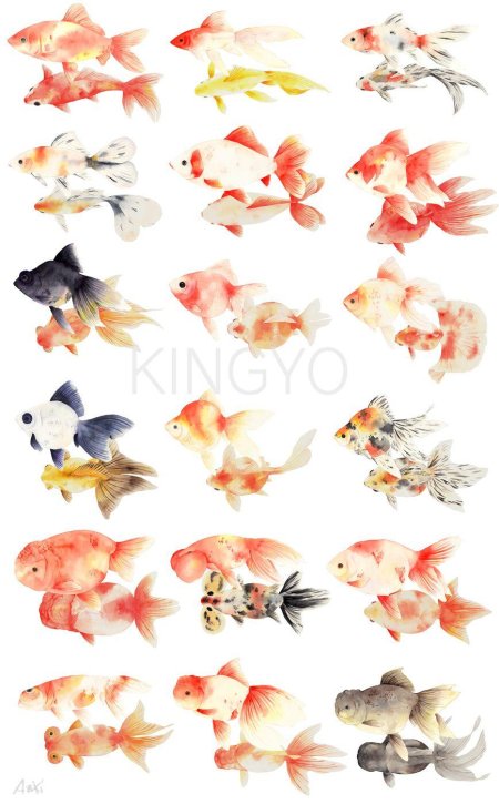 Золотая рыбка акварель