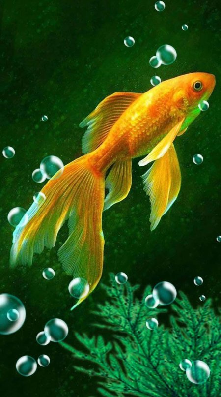 Аквариумные рыбки золотая рыбка