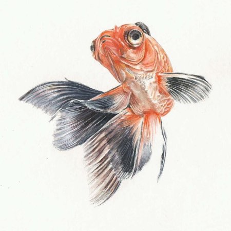 Вуалехвост рыбка акварель