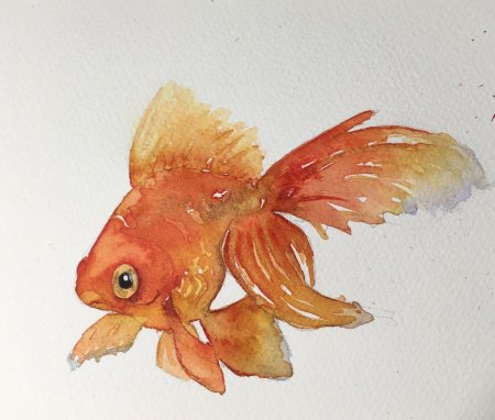 Золотая рыбка шубункин