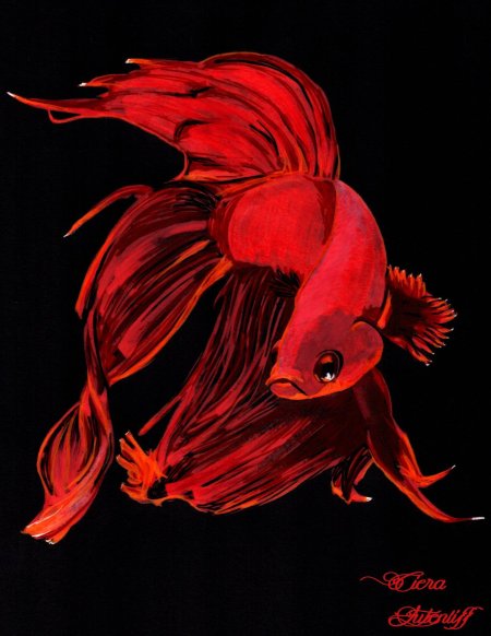 Рыбка петушок бетта золотой