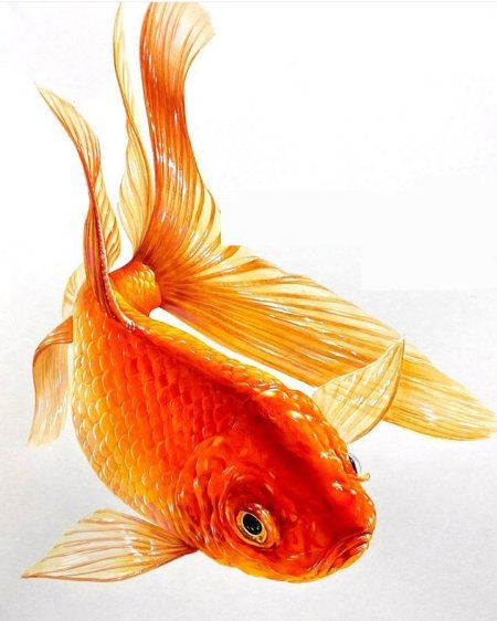 Рыбка золотая