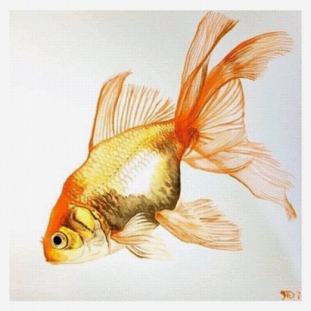 Карп кои вуалехвост