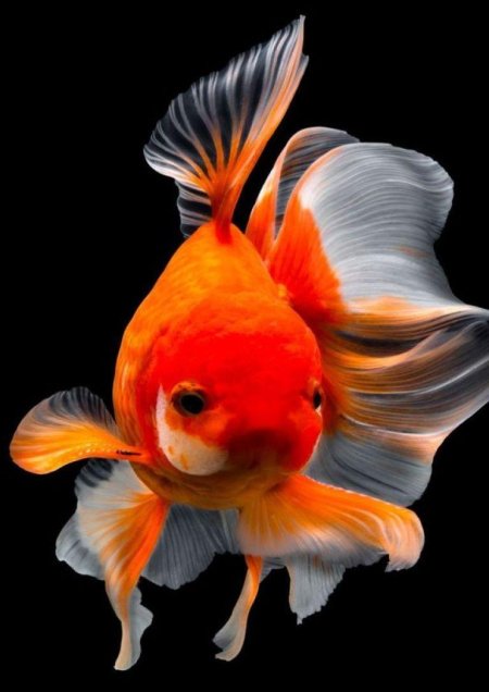 Золотая рыбка аквариумная