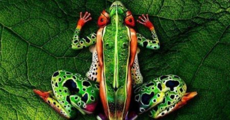 Йоханнес стоттер лягушка