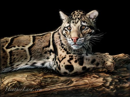 Дымчатые леопарды