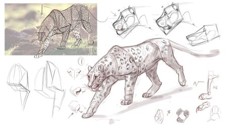 Пантера референс анатомия