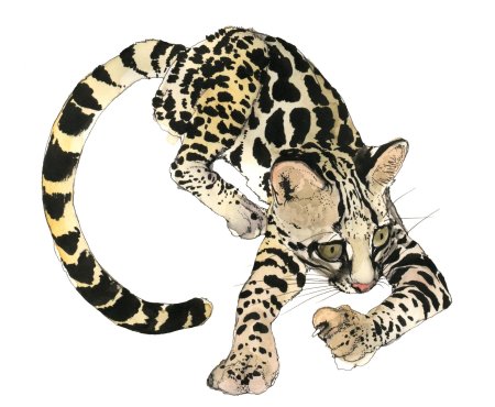 Дымчатые леопарды