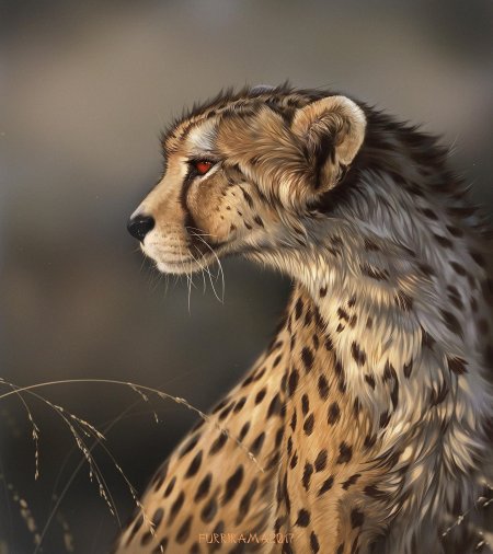 Лайри гепард