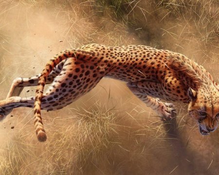 Анатомия гепарда