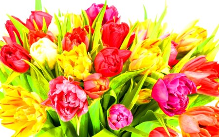 Букет тюльпан