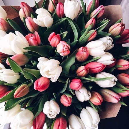 Цветы тюльпаны букет