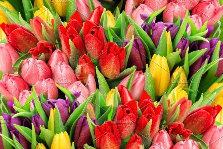 Разноцветные тюльпаны