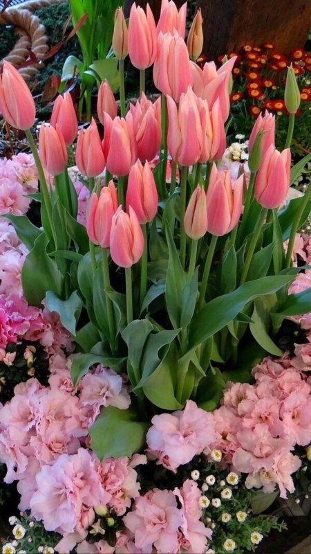 Роскошные тюльпаны