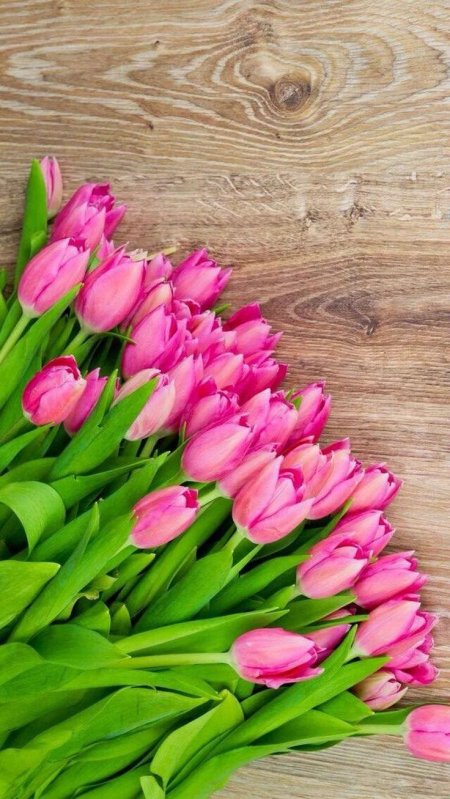 Красивые цветы тюльпаны