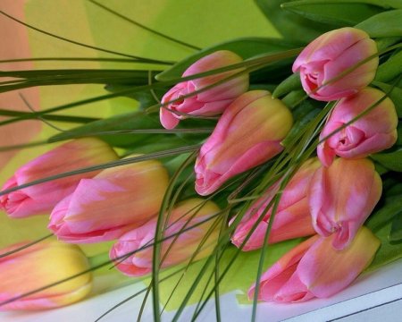 Цветок тюльпан