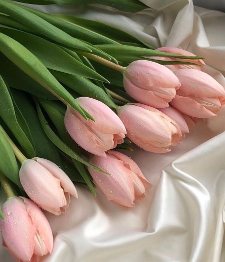 Тюльпаны эстетика