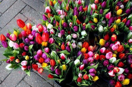 Тюльпаны разноцветные