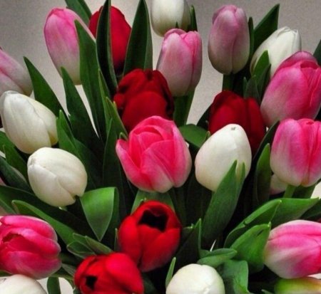 Розы тюльпаны