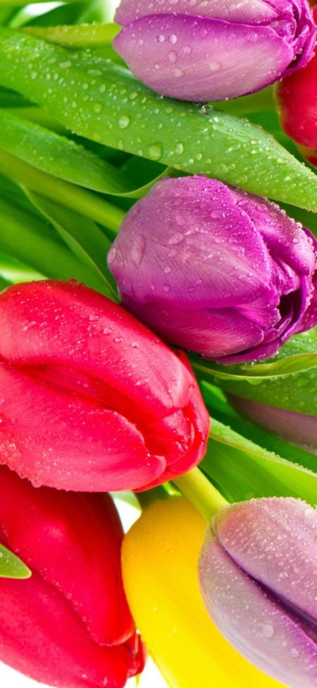 Разноцветные тюльпаны