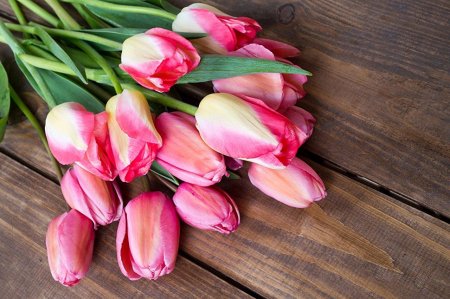 Самые красивые тюльпаны