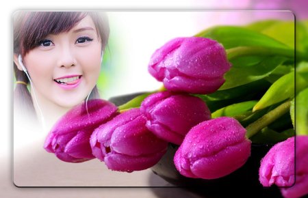 Тюльпаны крупно