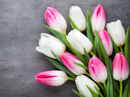 Бело розовые тюльпаны