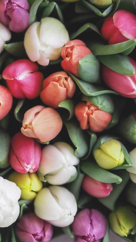 Тюльпаны цветные