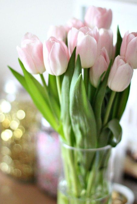 Нежно розовые тюльпаны