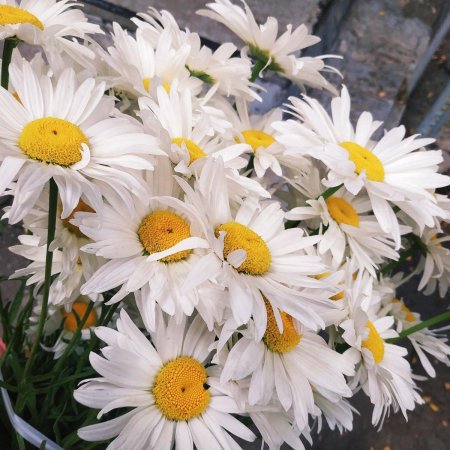 Нивяник пиретрум