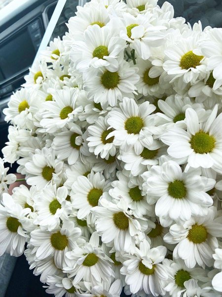 Хризантема кустовая белая ромашка