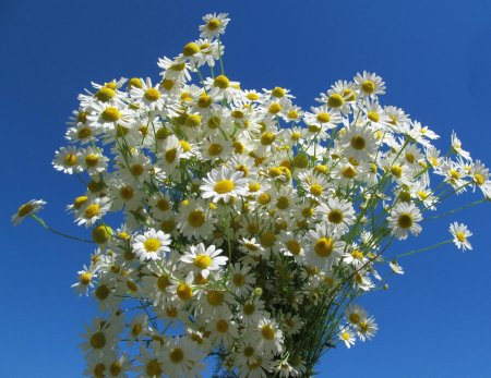 Букет полевых ромашек