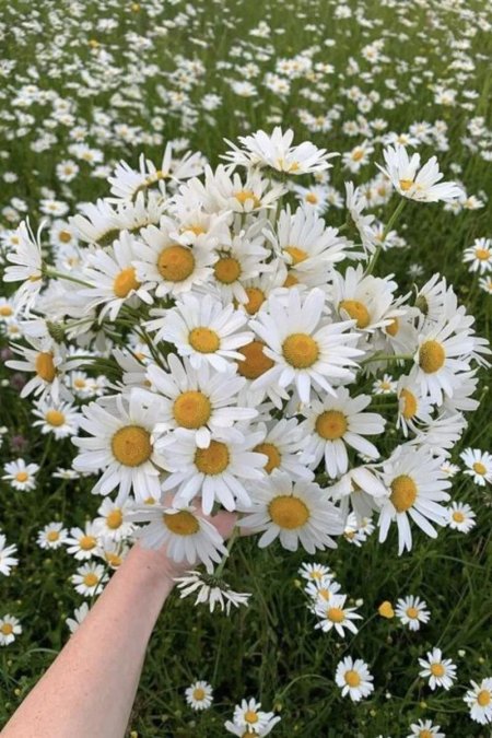 Букет ромашек полевых