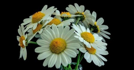 С ромашками