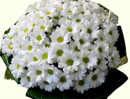 Хризантемы шаровидные ромашковые