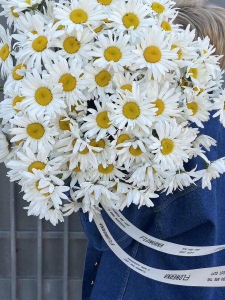 Ромашка декоративная