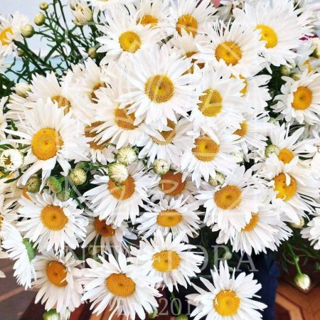 Букет ромашек