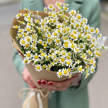 Ромашка матрикария