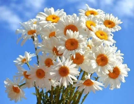 Букет ромашек