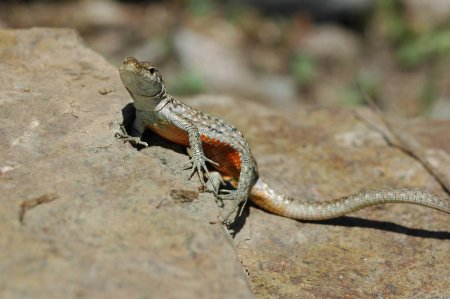 Ящерица агама степная