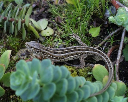 Прыткая ящерица lacerta agilis