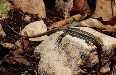 Ящерица кавказская