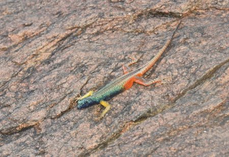 Ящерица умбуку