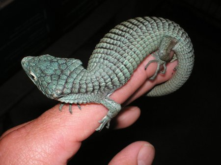 Древесная аброния ящерица