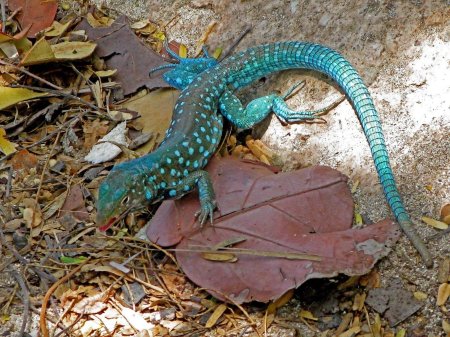 Лизард голубая ящерица