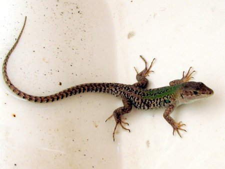 Кавказская прыткая ящерица