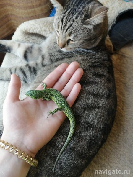 Ящерица дома