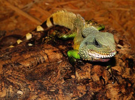 Агама ящерица