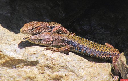 Кавказская скальная ящерица